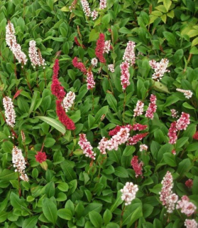 Persicaria affinis superba